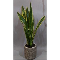 Planta de Sansevieria Trifascitata