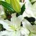 Ramo de Lilium Oriental blanco
