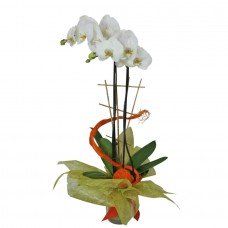 Planta de orquídea Phalaenopsis Nepal