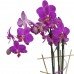 Planta de orquídea Phalaenopsis Indo 